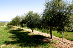 AGRÍCOLA AUBOCASSER - Islas Baleares - Productos agroalimentarios, denominaciones de origen y gastronomía balear