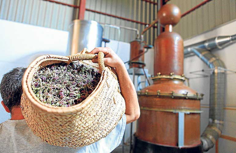 AROMÁTICAS DE IBIZA SL - Isole Baleari - Prodotti agroalimentari, denominazione d'origine e gastronomia delle Isole Baleari